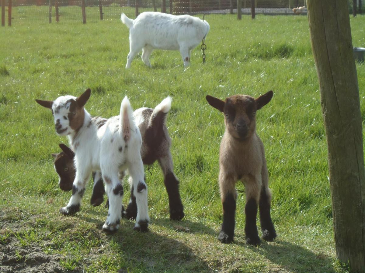 Minicamping Dorpszicht Gapinge Esterno foto