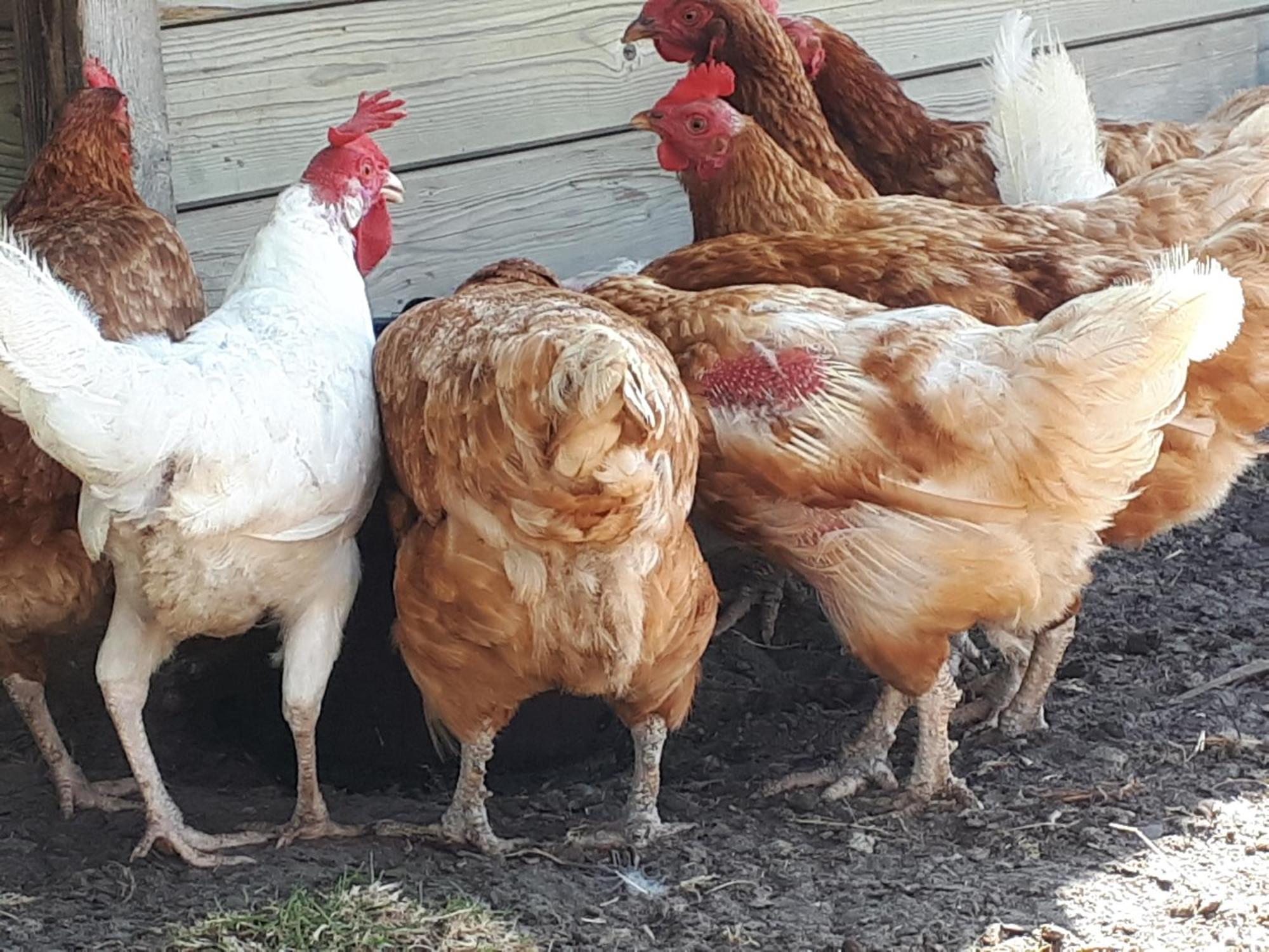 Minicamping Dorpszicht Gapinge Esterno foto