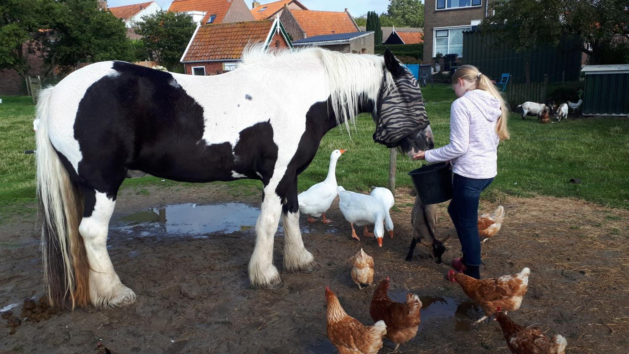 Minicamping Dorpszicht Gapinge Esterno foto